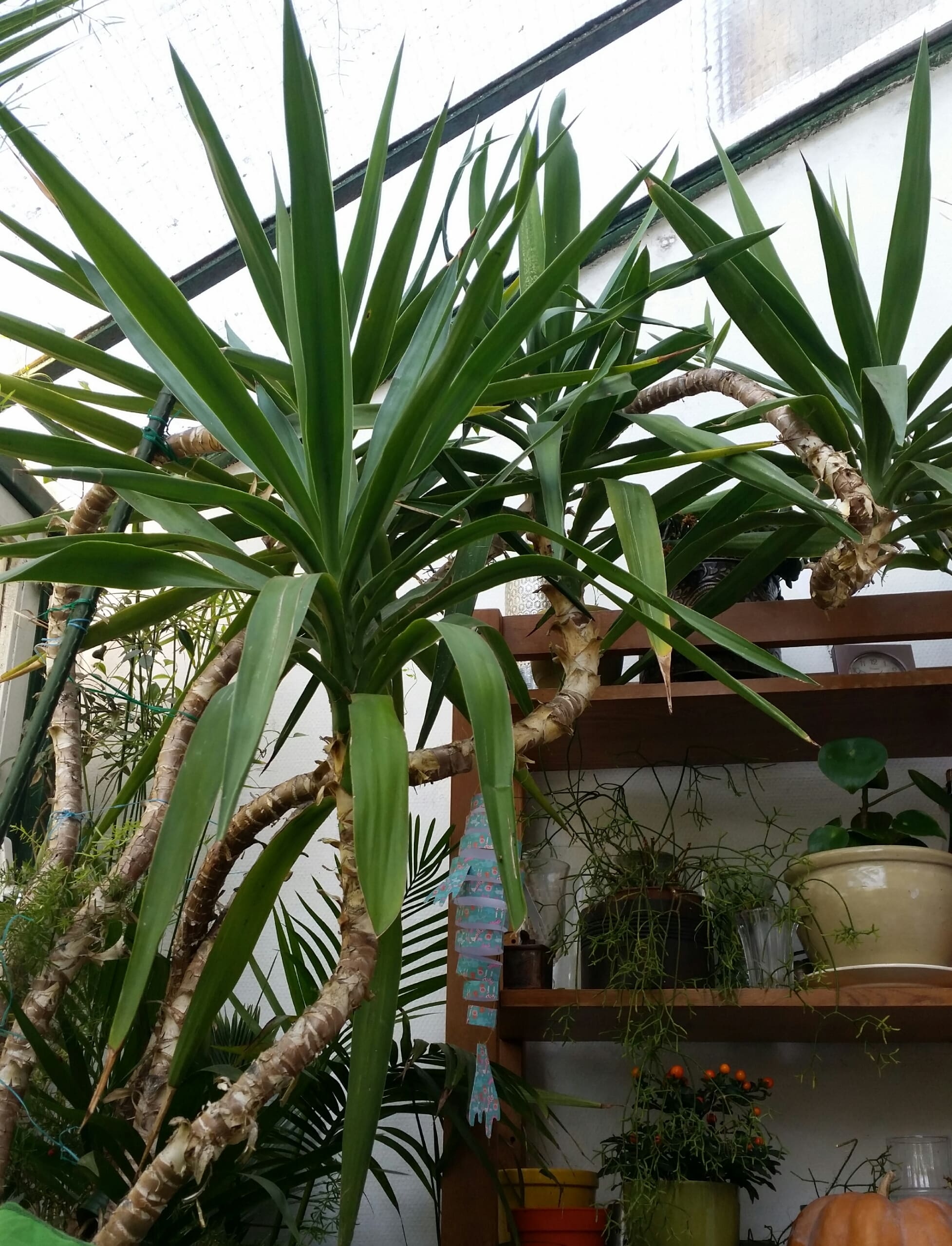 Annexe 2020-04-14 14.56.20-min.jpg