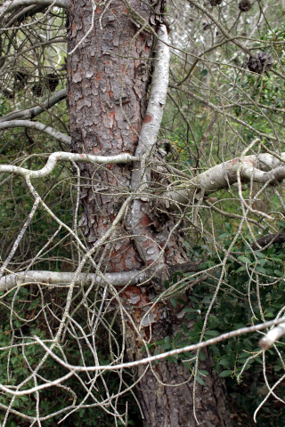 Annexe Arbre_enlacé.JPG