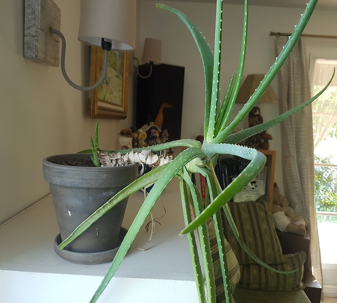 Annexe aloé vera.jpg