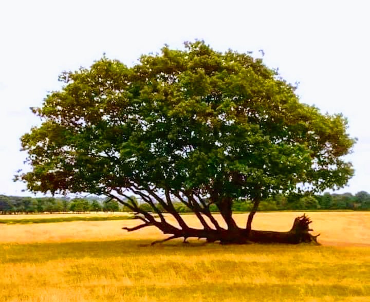 Annexe FB_IMG_1586943402961_2.jpg