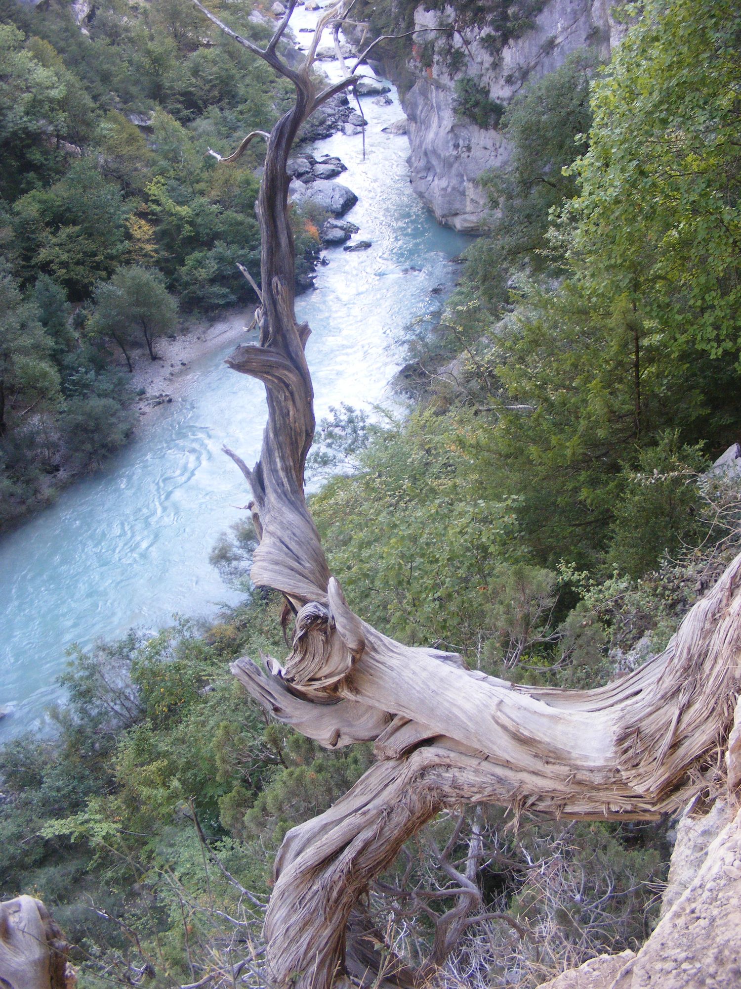 Annexe Genevrier Gorges du Verdon.JPG