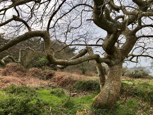 Annexe arbreauxfees1.jpg