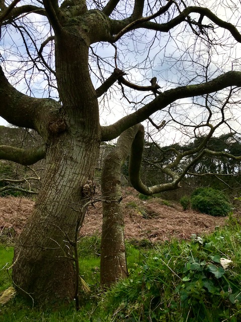 Annexe arbreauxfees2.jpg