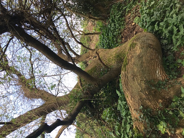 Annexe arbrecouche.jpg