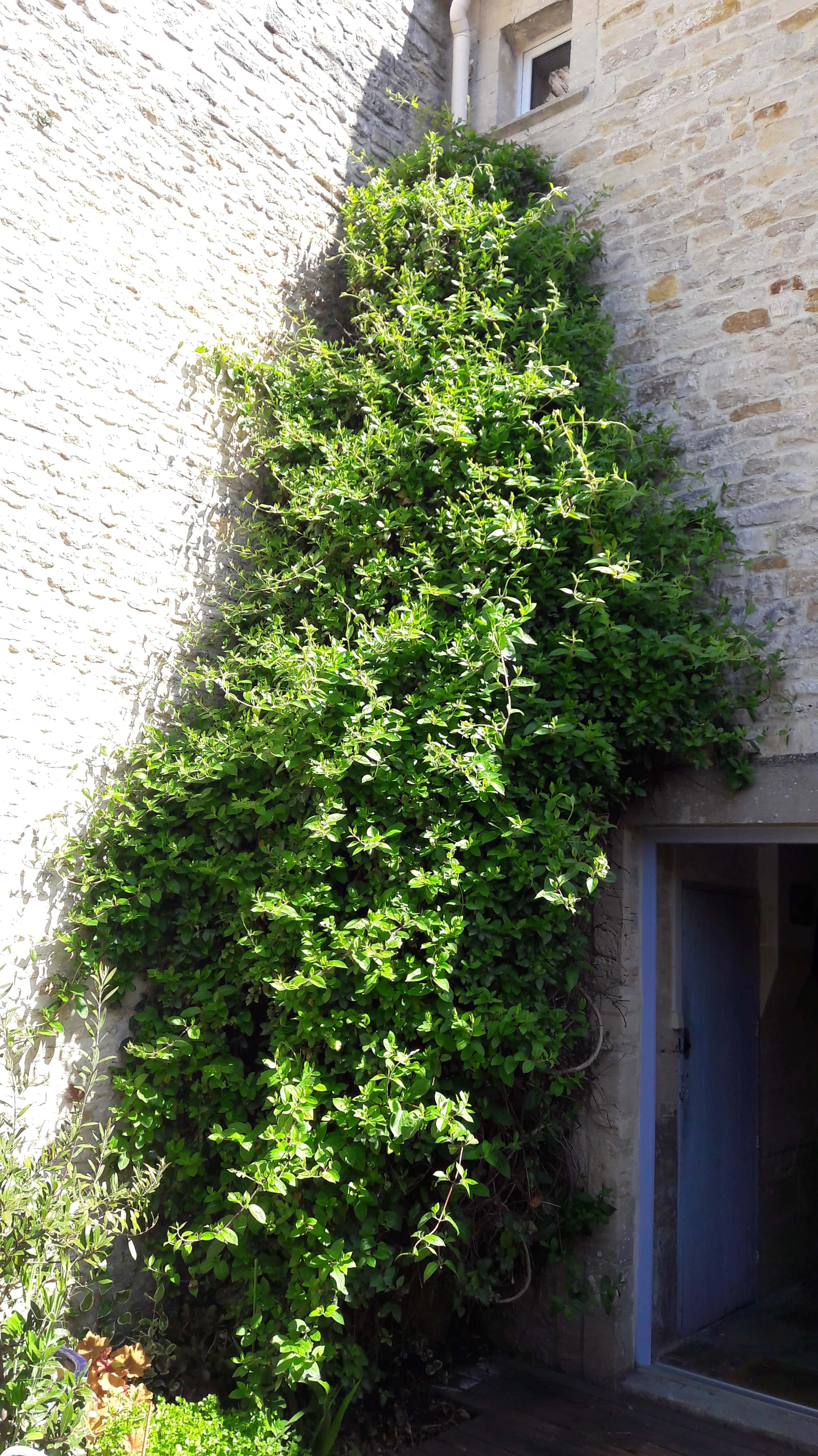 Annexe Chevrefeuille2.jpg