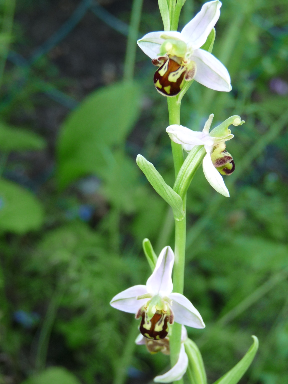 Annexe Ophrys abeille1.jpg