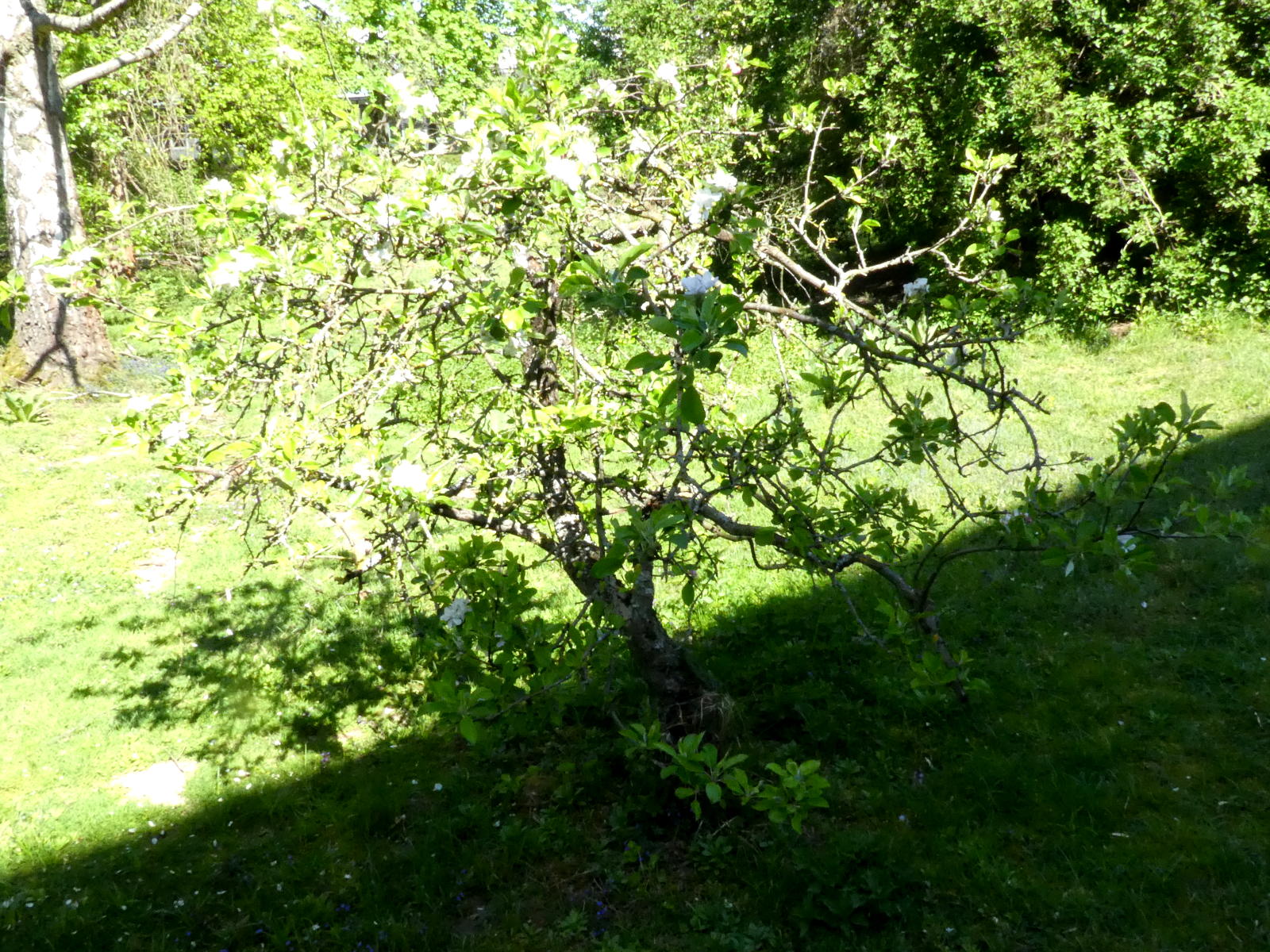 Annexe Malus domestica_tronqué_R05-200415 008.JPG