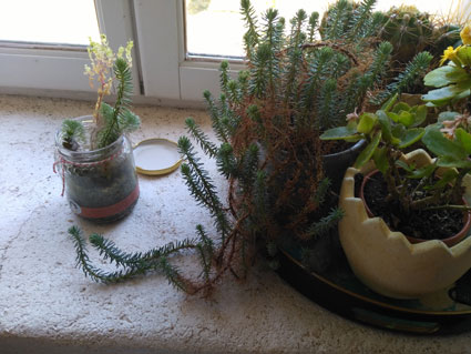 Annexe Plante-rocaille.jpg