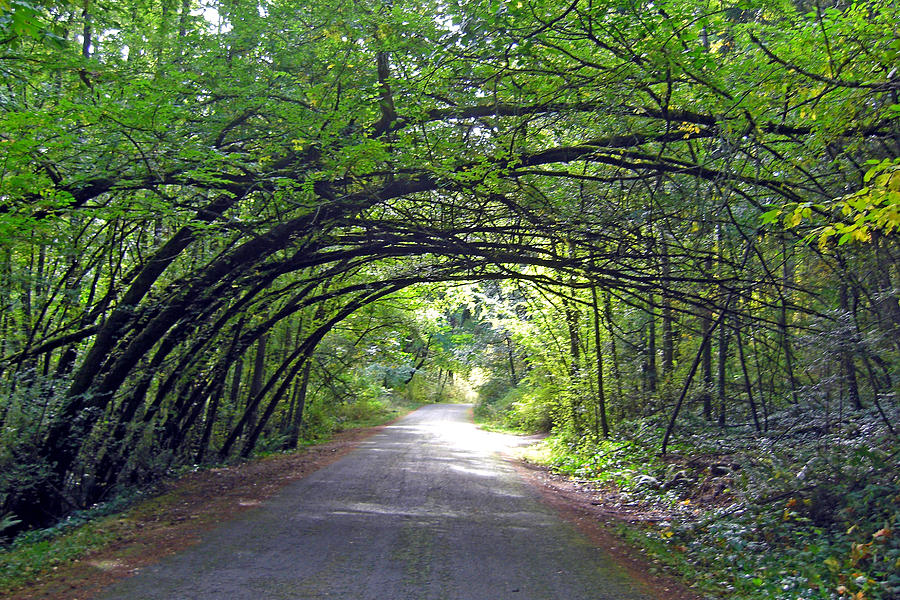 Annexe la chasse au bizarre.jpg