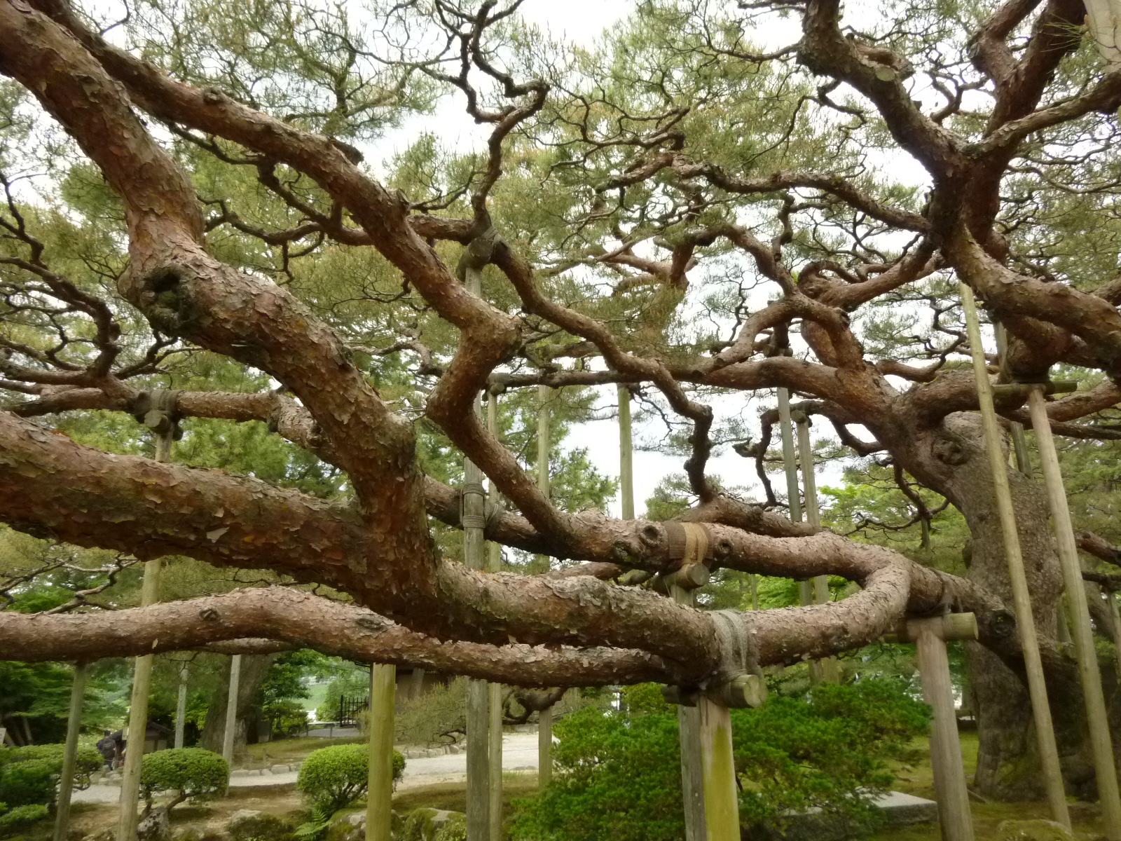 Annexe in Kenroku, Kanazawa (2).JPG