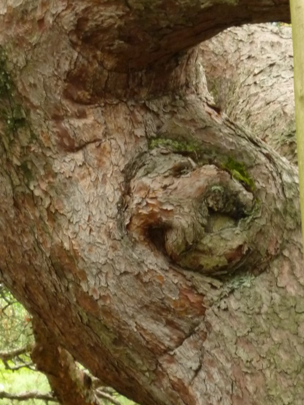 Annexe in Kenroku, Kanazawa.jpg