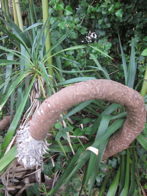 Annexe yucca contortionniste (Small).JPG