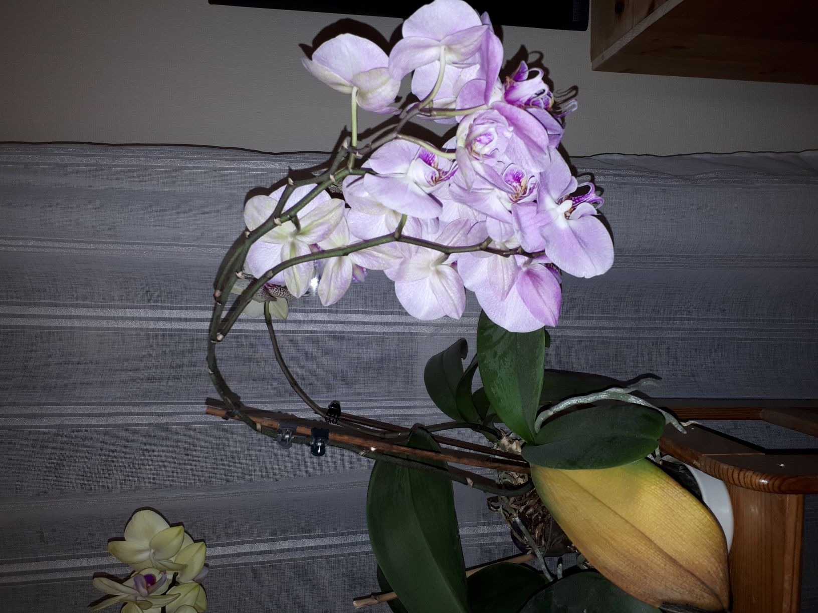 Annexe Orchidée 3.jpg