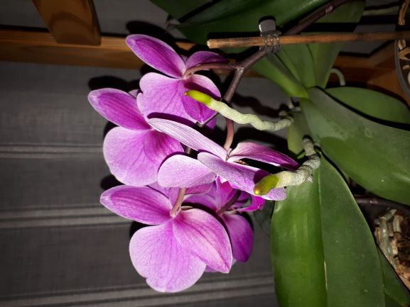 Annexe Orchidées 1 et 2.jpg