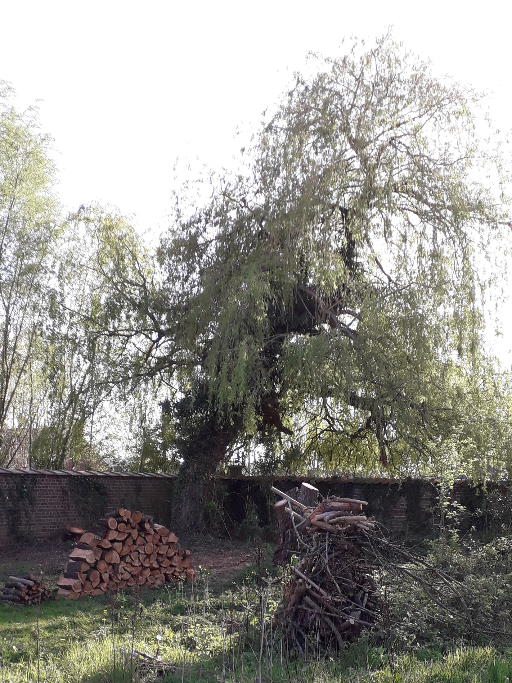 Annexe Saule penché.jpg