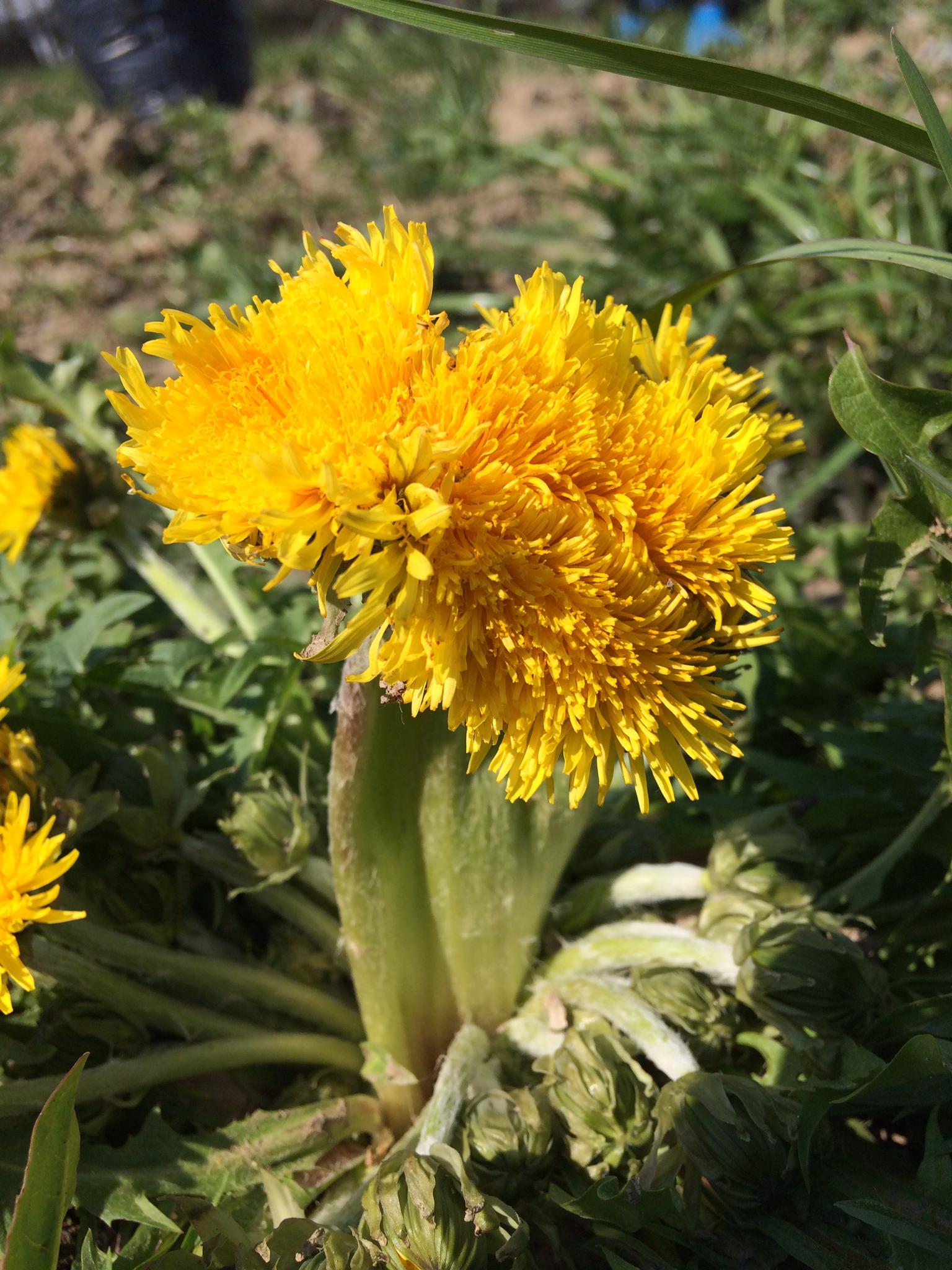 Annexe PHOTO-2020-03-26-12-57-13.jpg