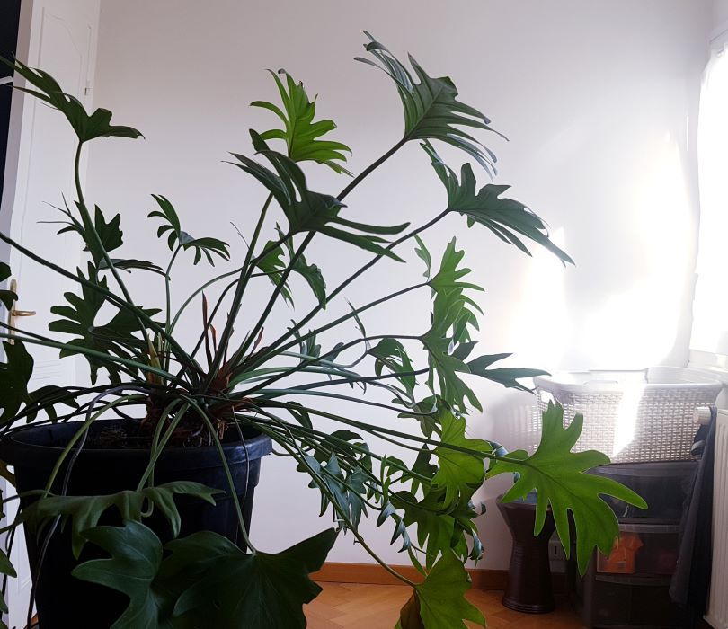 Annexe 20200416_093610.jpg