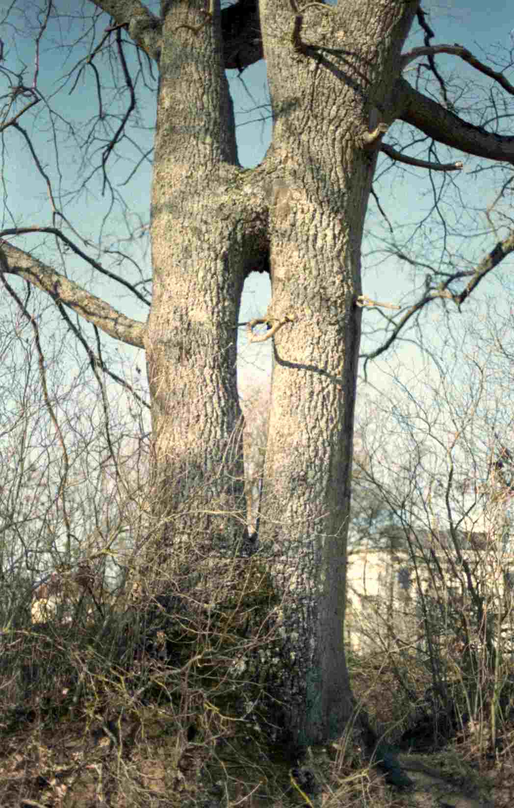 Annexe arbrebizarre.jpg