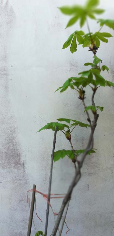 Annexe mon_maronnier.jpg