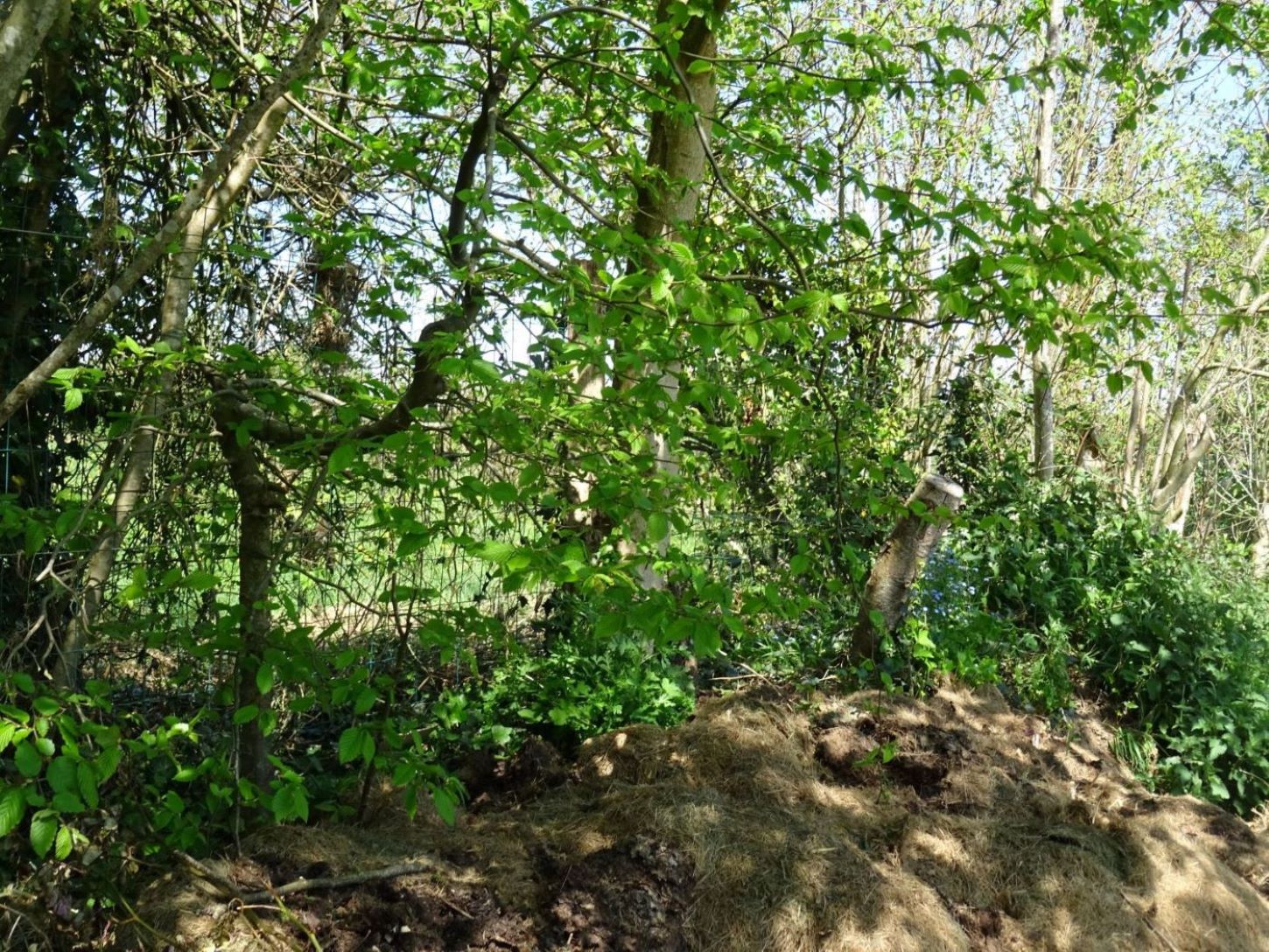 Annexe 1charme 2 et tropisme .JPG