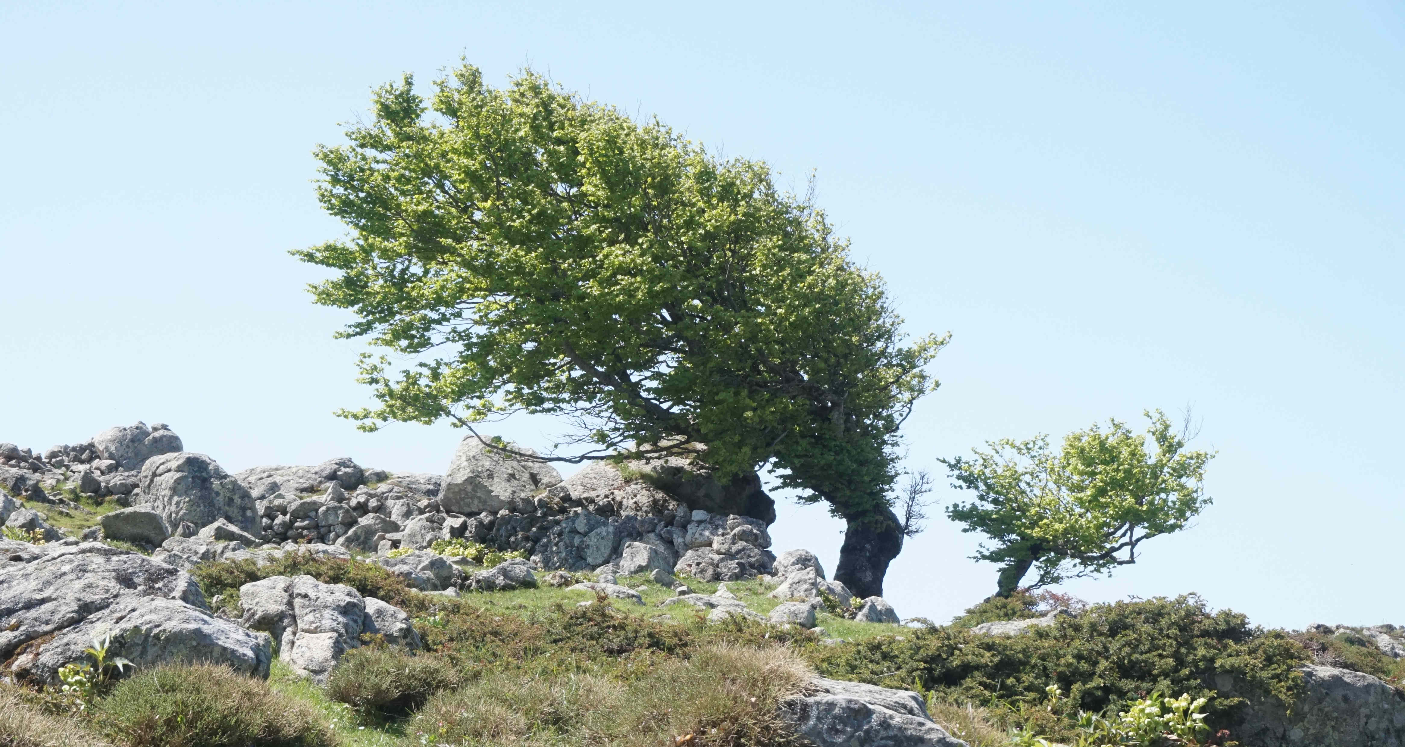 Annexe DSC02251-2.JPG