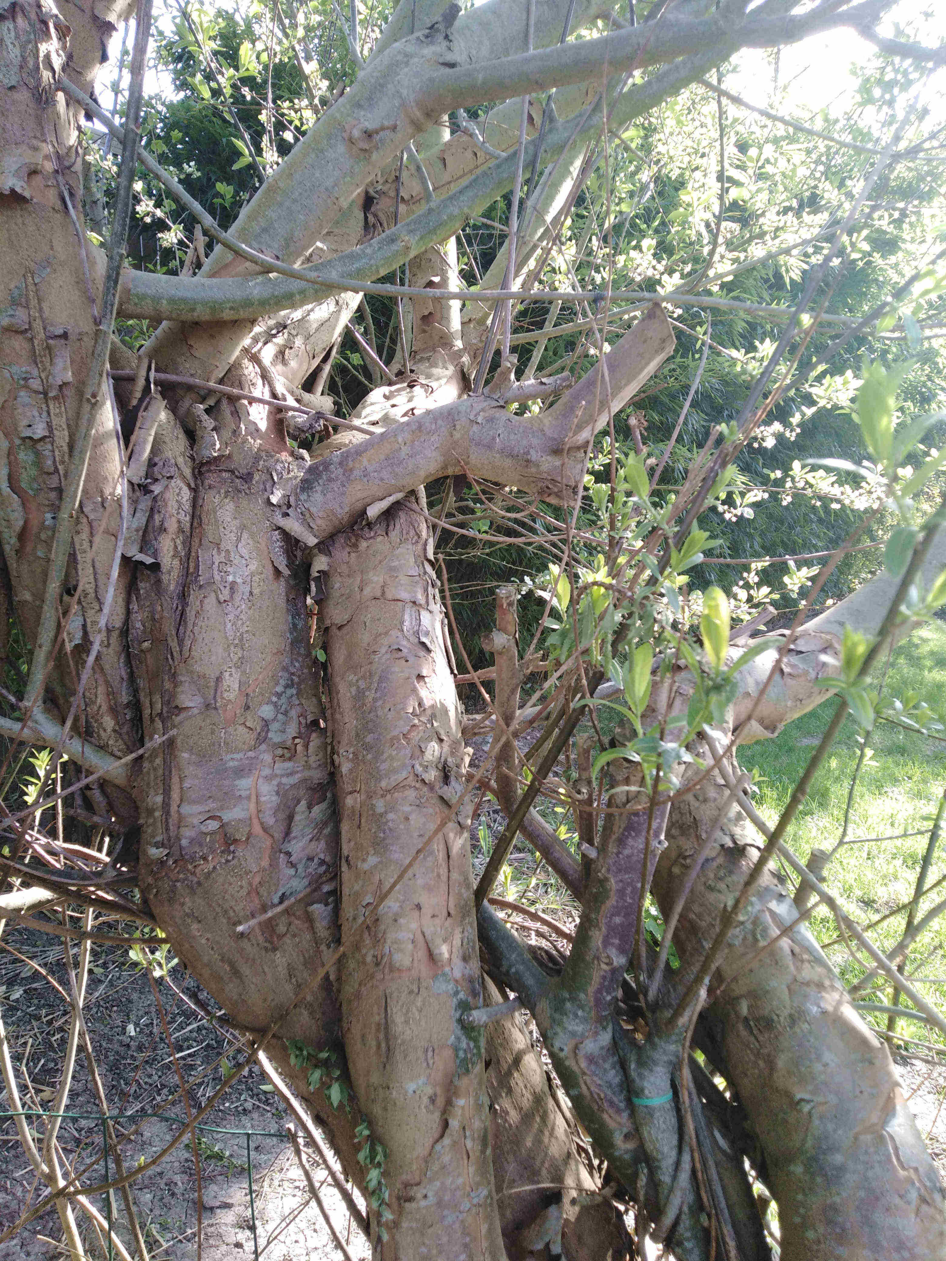 Annexe IMG_20200414_173035_comp3.jpg