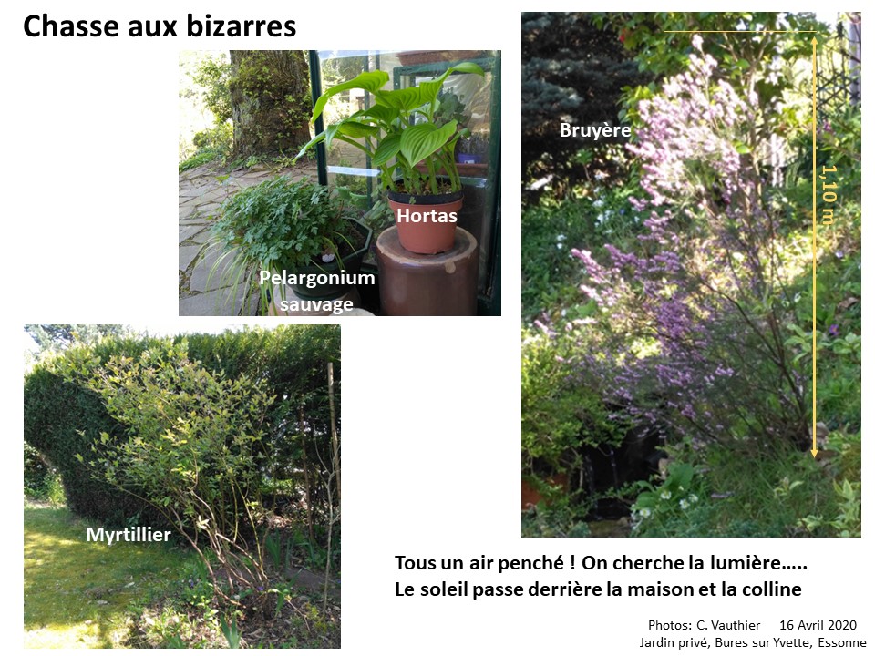 Annexe Activité semaine 3 Bizarre.jpg