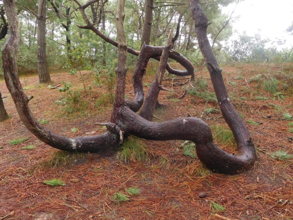 Annexe pins anémomorphosés.jpg