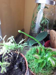 Annexe Plante carnivore .jpg