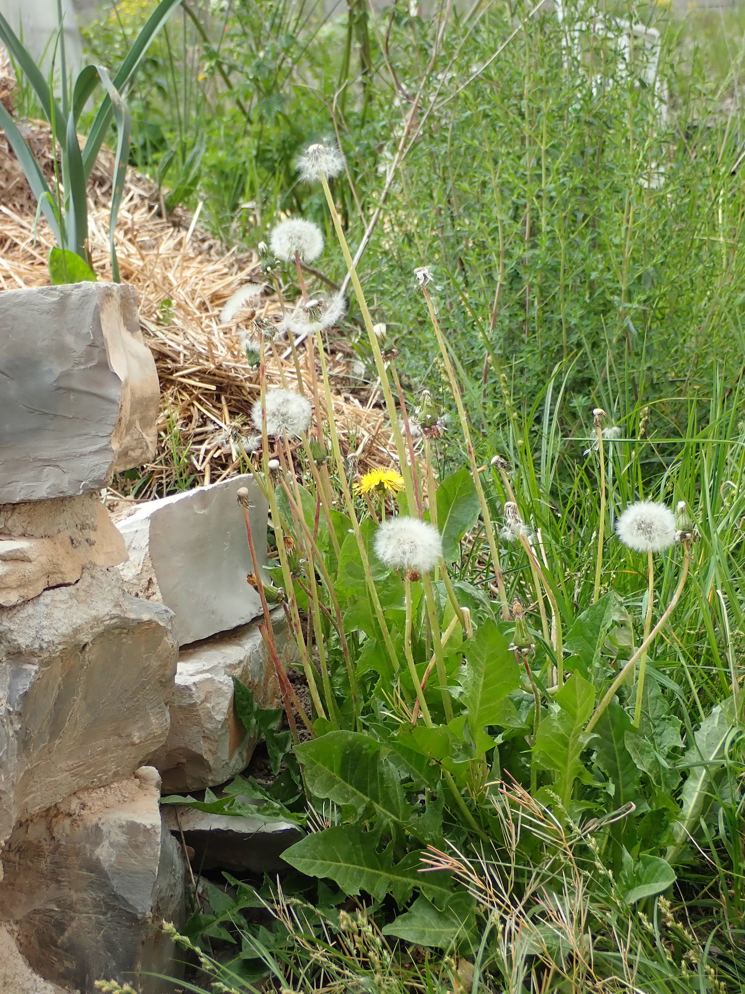 Annexe P4160258 - copie.jpg