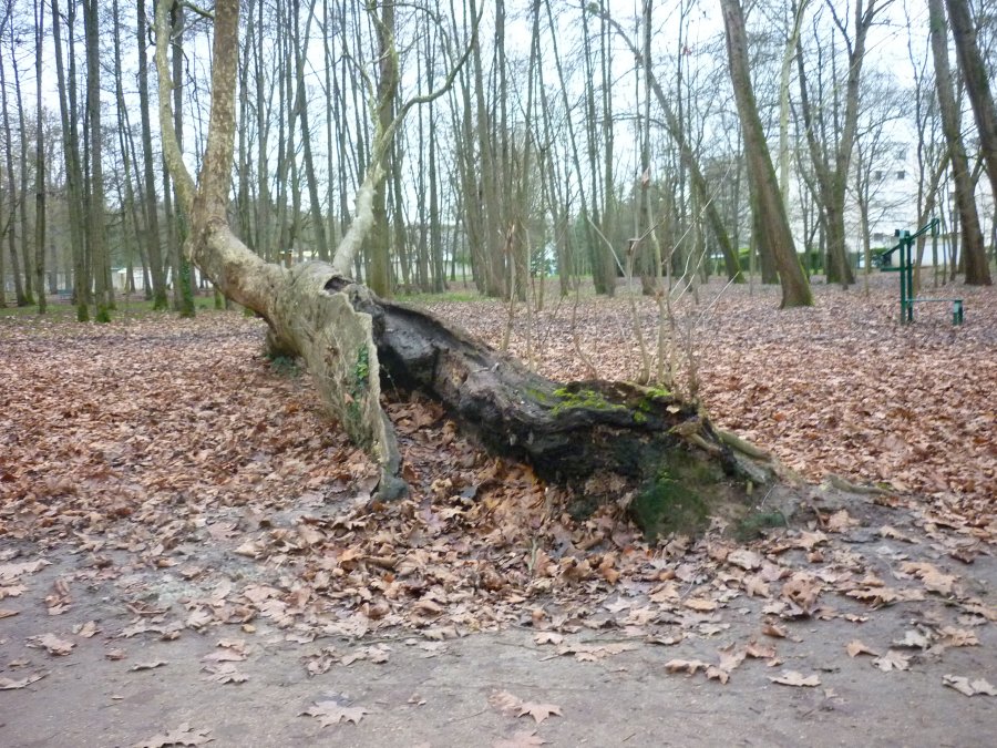 Annexe S3S3 5 Arbre Yerres_11.JPG