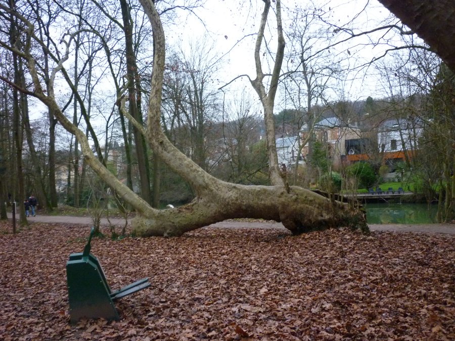 Annexe S3S3 5 Arbre Yerres_12.JPG