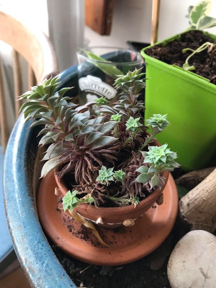 Annexe 94134713_220776172562308_5489135746667249664_n.jpg