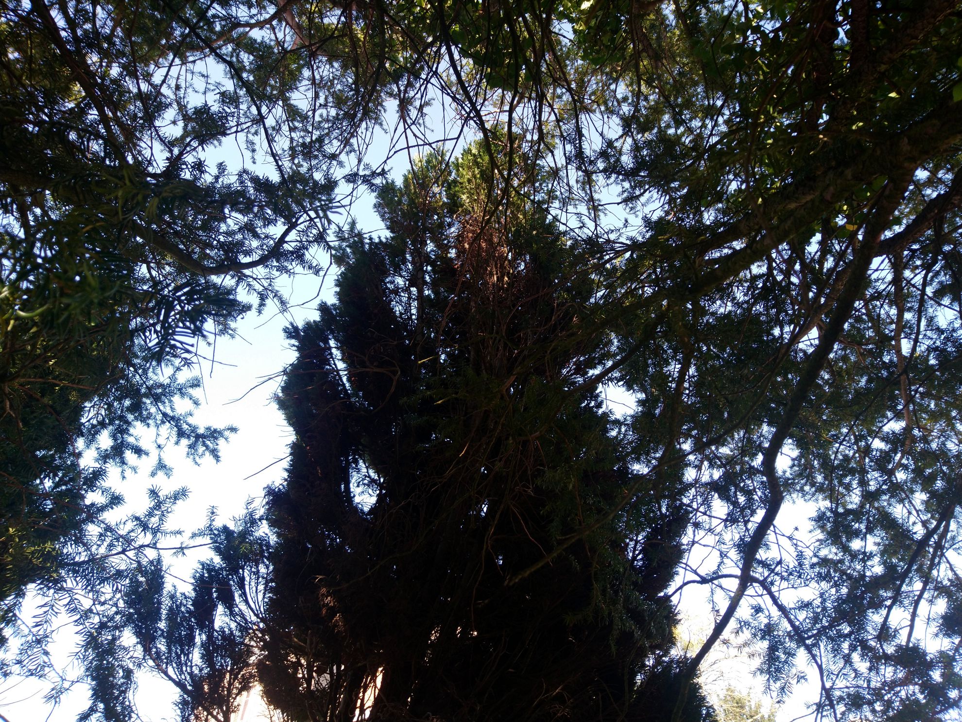 Annexe If cache lumière.jpg