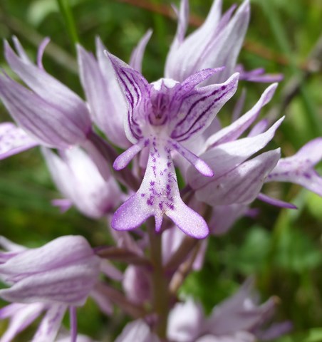 Annexe P1220707ba.jpg