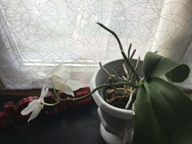 Annexe 92781524_221252665874730_8098965103593914368_n.jpg