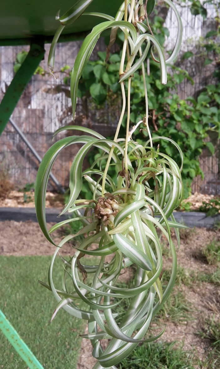 Annexe 20200416_173228.jpg