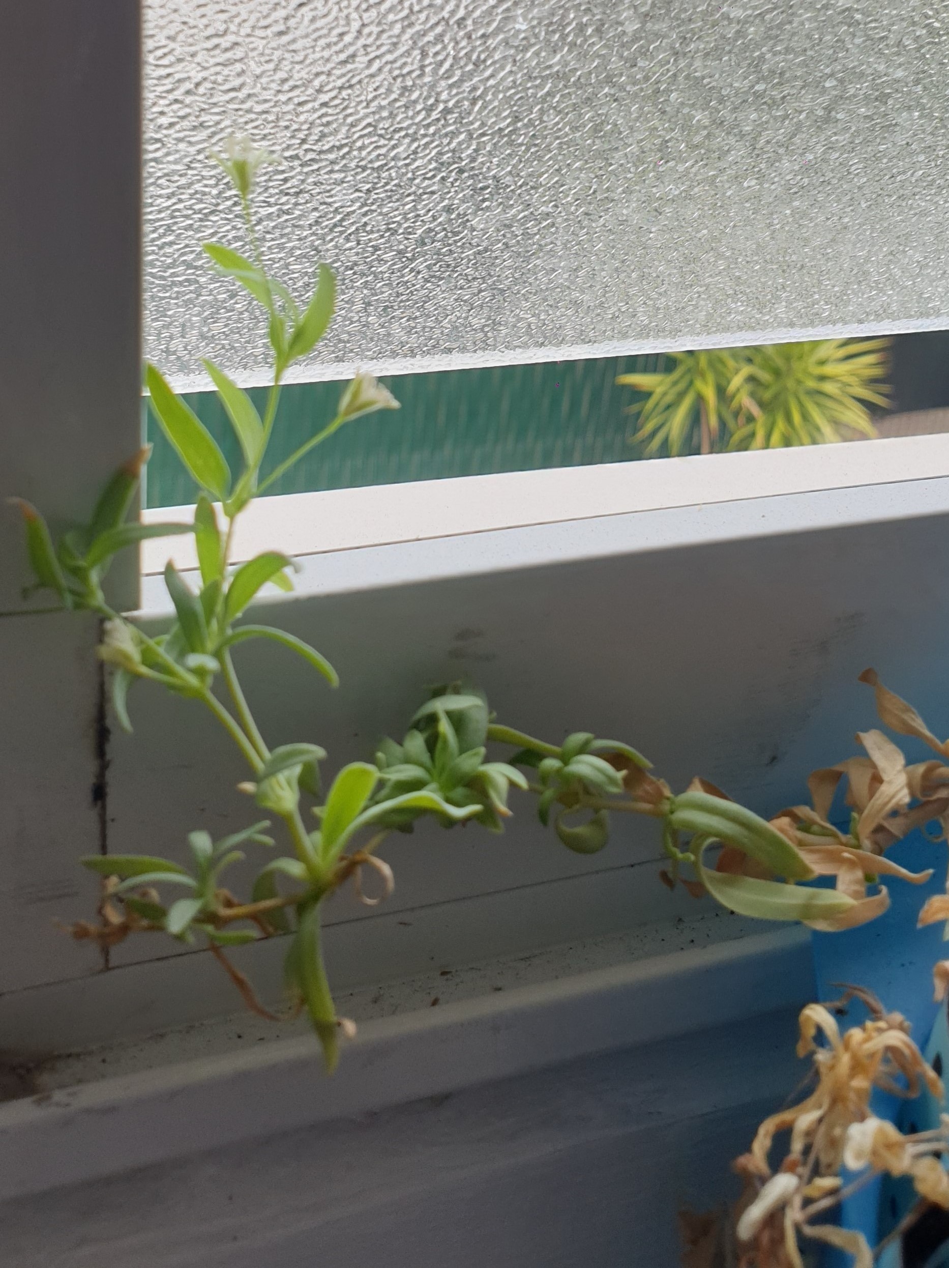 Annexe fleur1 (4).jpg