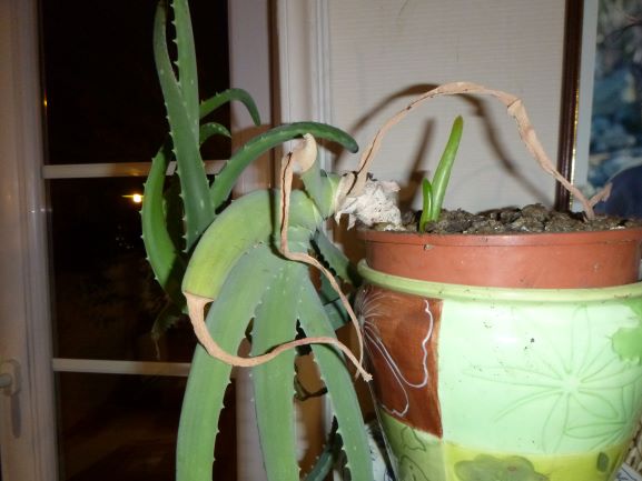 Annexe aloe vera R.JPG