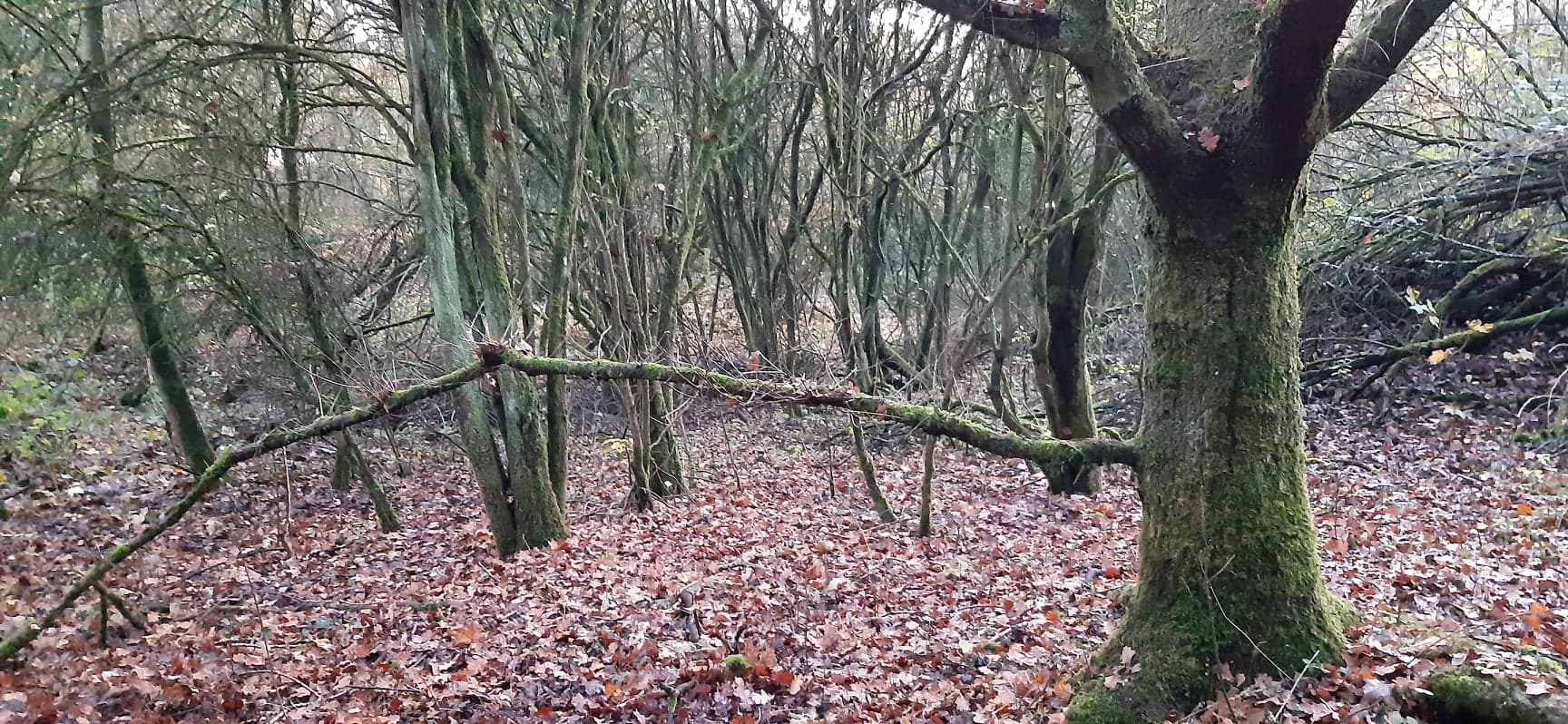 Annexe 80901644_441747196729897_4422646597716803584_n.jpg