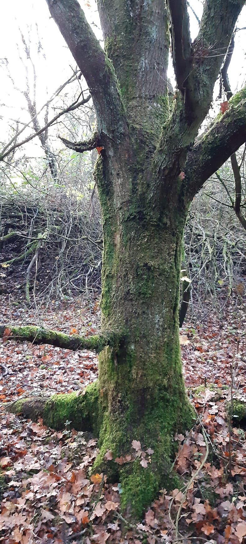 Annexe 81808260_2631078557005820_2343878698421190656_n(1).jpg