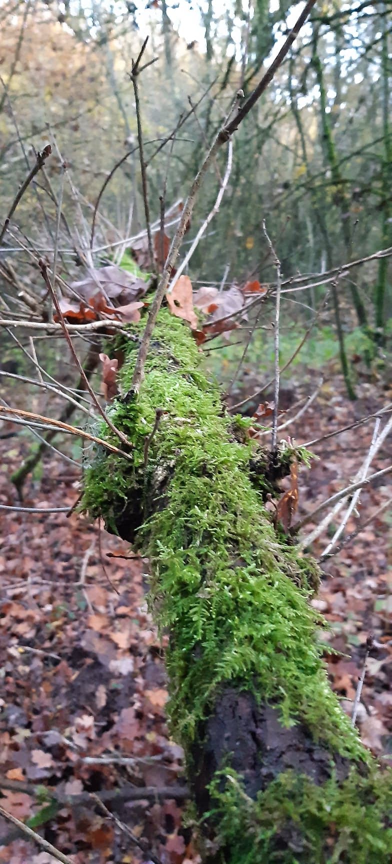 Annexe 93365071_888594088254931_1619223578492796928_n.jpg