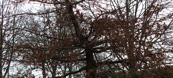 Annexe Chêne pédonculé.jpg