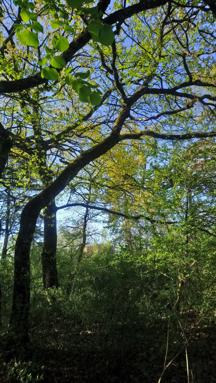 Annexe Bizarerie.jpg