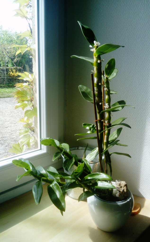 Annexe orchidée.JPG