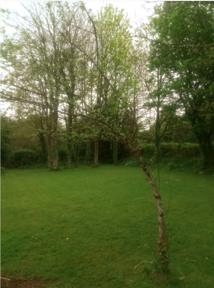 Annexe Pommier_penché.JPG