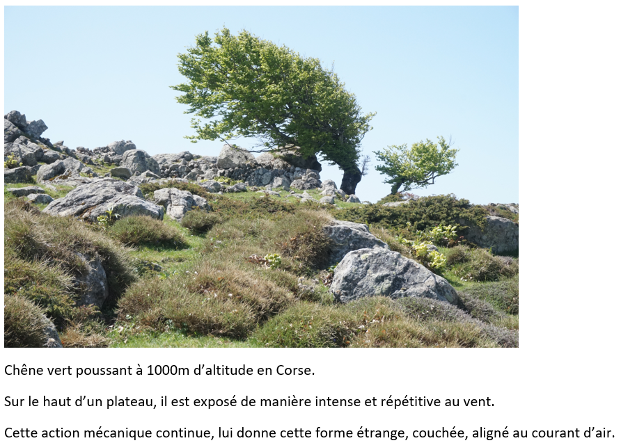 Annexe chene vert.png