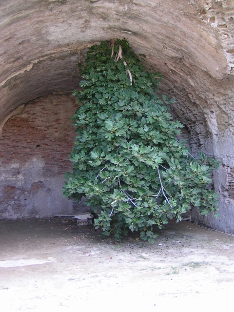 Annexe figuier à lenvers.jpg