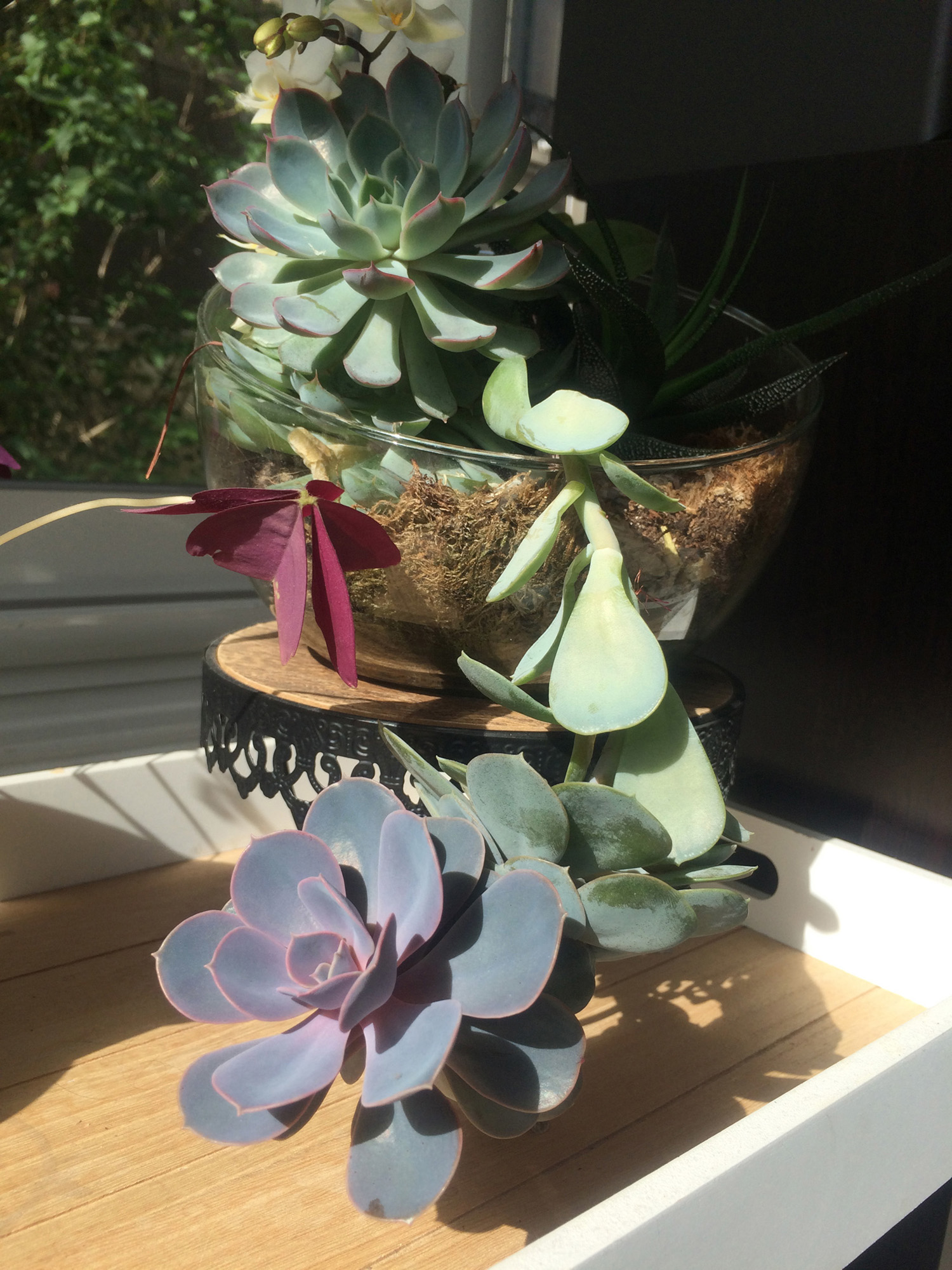 Annexe Echeveria.JPG