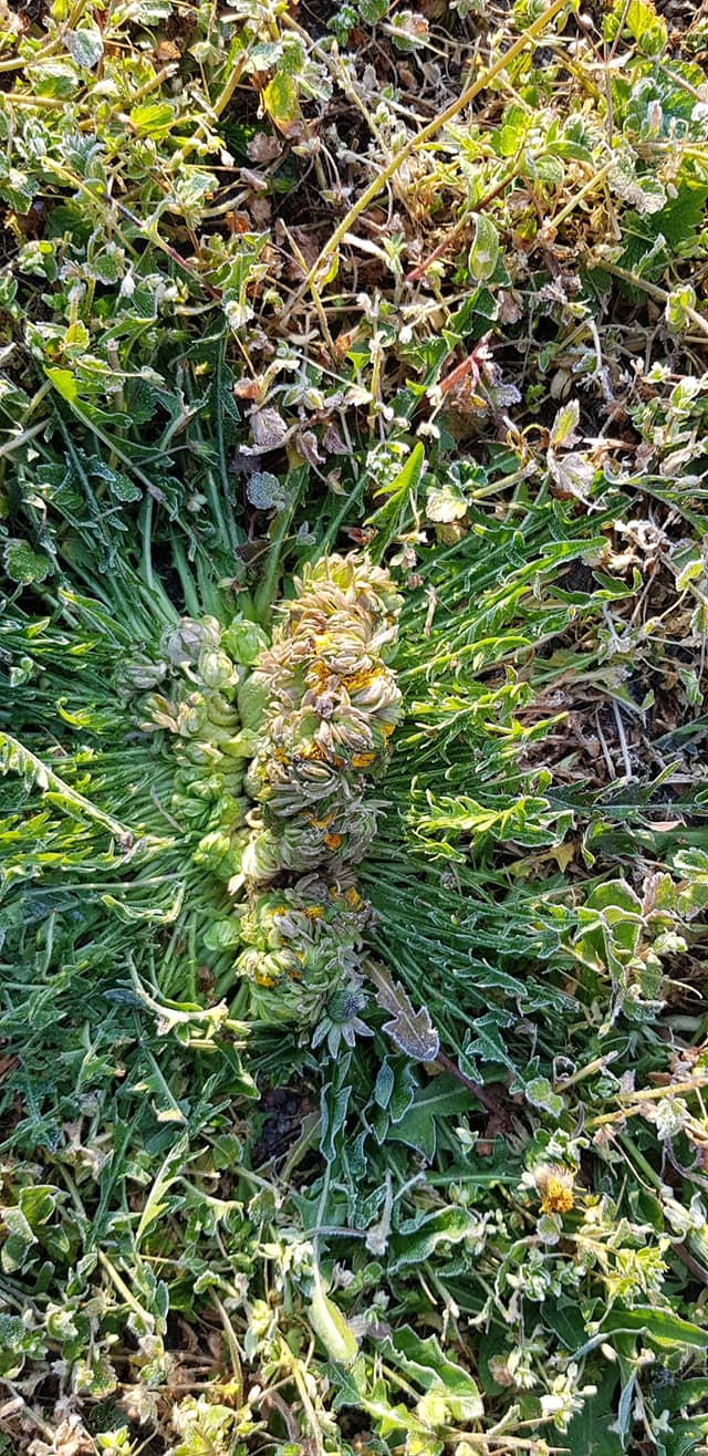 Annexe 92159012_10222026042110476_3812816870101221376_o.jpg